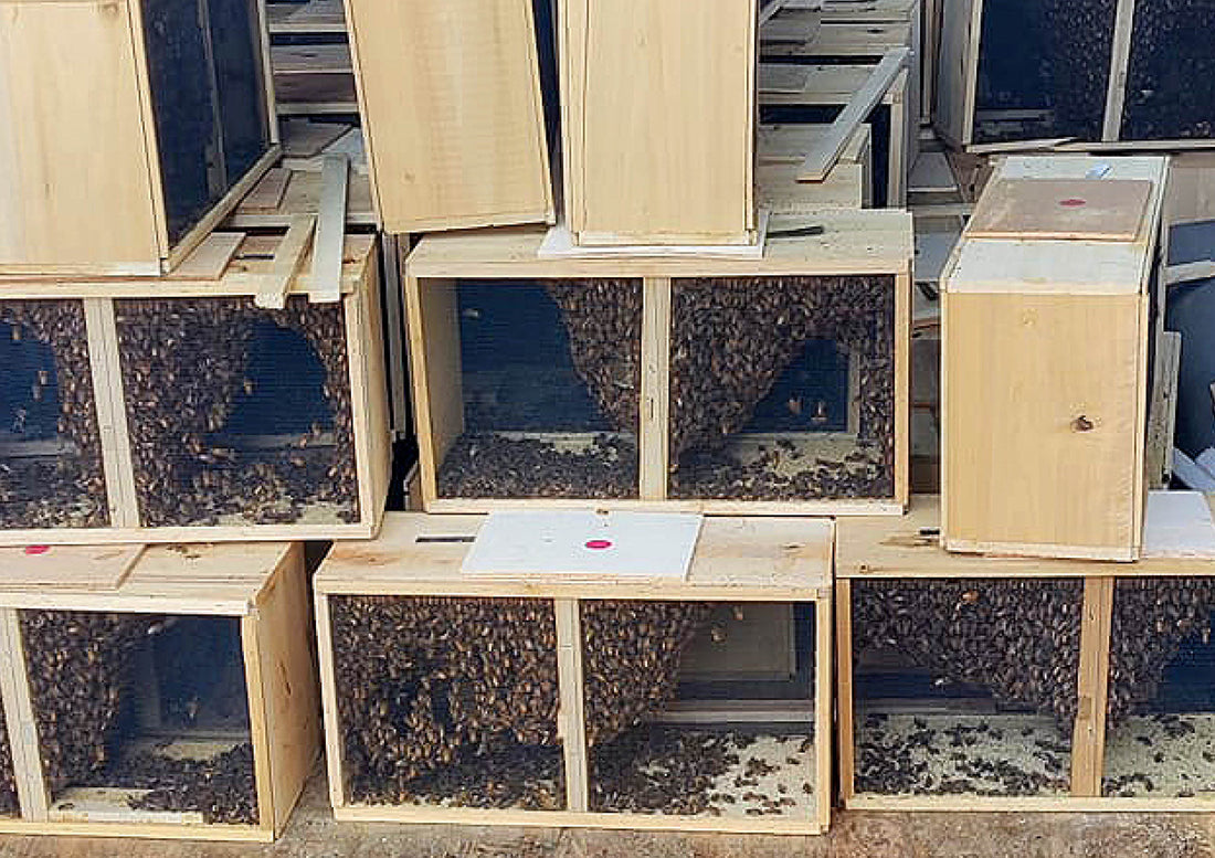 SOLD OUT 3 lb. Italian Bee Package w/ Marked Queen – BeeWorks Supply ...
