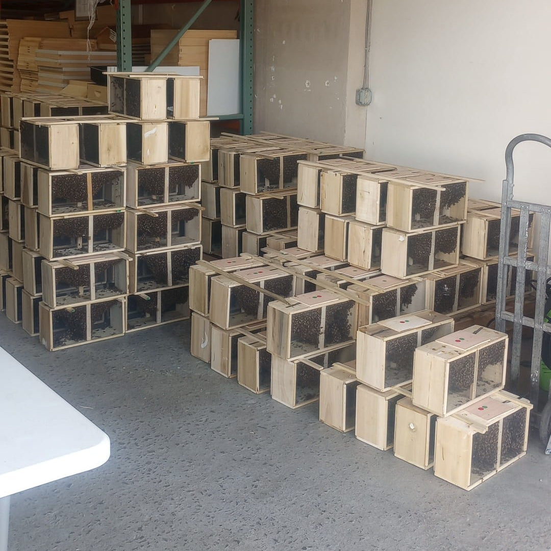 3 lb. Italian Bee Package w/ Marked Queen