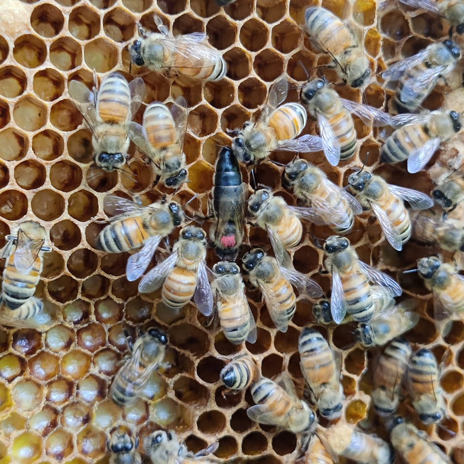 Northern Raised Nuc with Marked Queen