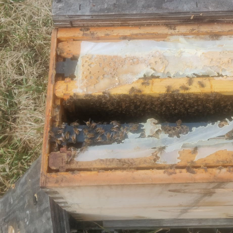 Northern Raised Nuc with Marked Queen